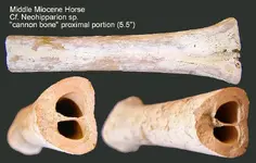 horsecannonproximal.webp