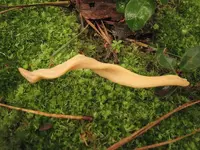 fungi1.webp