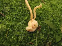 fungi2.webp