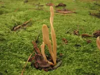 fungi3.webp