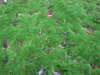 fungi4.webp