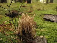 fungi5.webp