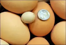 Worlds smallest egg.webp