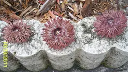 urchins.webp