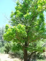 CCreek 018.webp