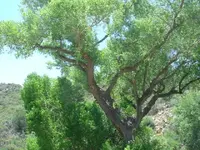 CCreek 017.webp