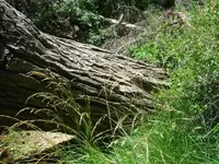 CCreek 003.webp