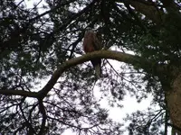 Red Kite 001.webp