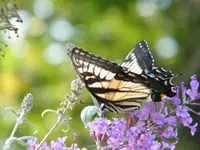 profile of butterfly.webp