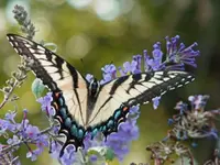 flying flower 1.webp