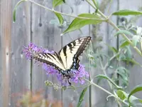 flying flower 2.webp