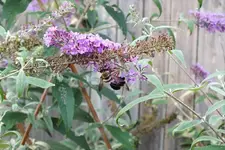 busy bees.webp