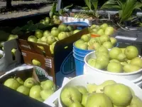 pears.webp