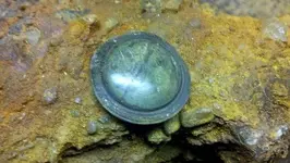 5-Mourning pin upon removal.webp