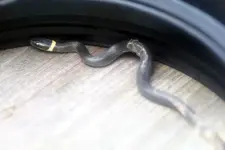 BREWSTER SNAKE  9-2011001.webp