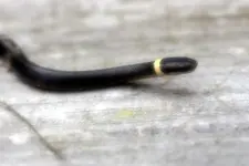 BREWSTER SNAKE  9-2011006.webp