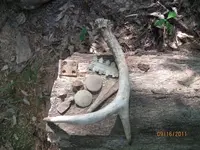 antler.webp