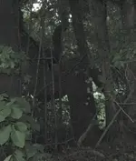 TrailTree1.webp