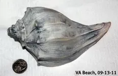 09-13-11shell.webp