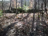 NH FINDS 11-18 016.webp