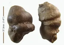 gatorcoprolitesA.webp