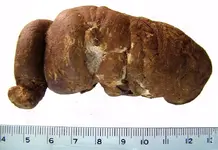 coproliteA.webp