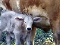 Daisy\'s calf, born Sep 12, \'11.webp Daisy\'s calf, born Sep 12, \'11.webp