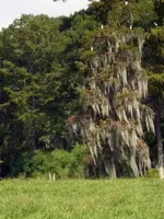 Cattle Egrets.webp