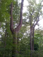 001.webp