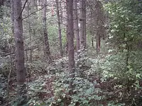 Sept 4 008.webp