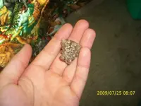 fossil.webp