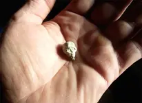 Skull-in-Hand.webp