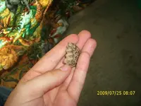 fossil1.webp