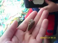 fossil2.webp