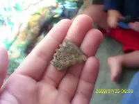 fossil3.webp