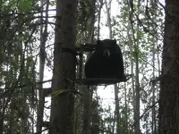 Bear #1.webp