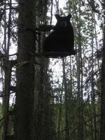 Bear #2.webp