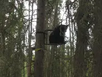 Bear #3.webp