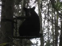 Bear #4.webp