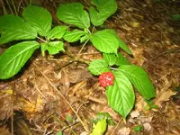016.webp