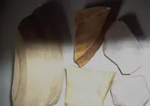Picture or Video 308.webp
