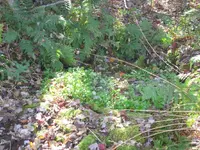 Spring2.webp