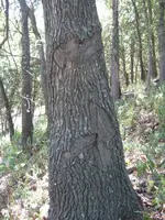 IMG_6342 (488x650).webp