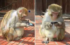 Monkey-mobile-phon_1404058i.webp Monkey-mobile-phon_1404058i.webp