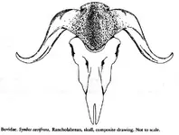 muskox_skull.webp