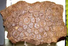 glyptodontarmor.webp