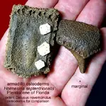 armadillomarginal.webp
