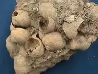 conglomerate shell.webp