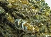 conglomerate specimen.webp