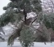 WINTER STORM 11-30-06_00.jpg resize.webp